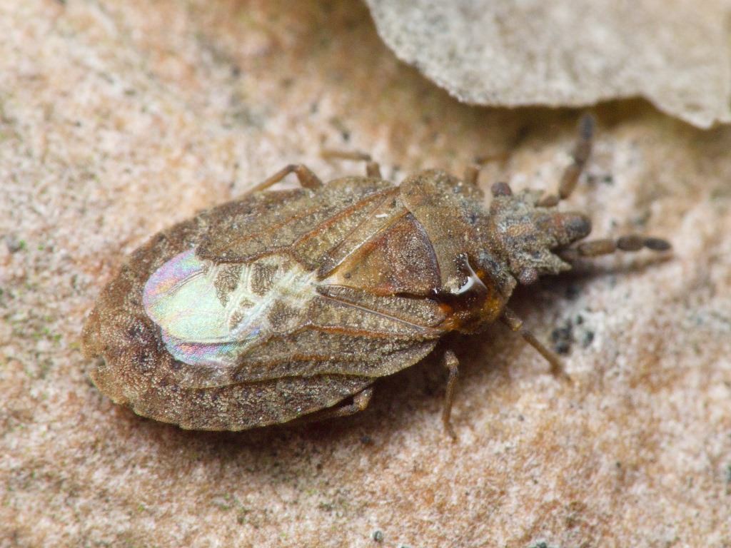Aradus cinnamomeus Panzer, 1806